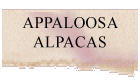 appaloosas
